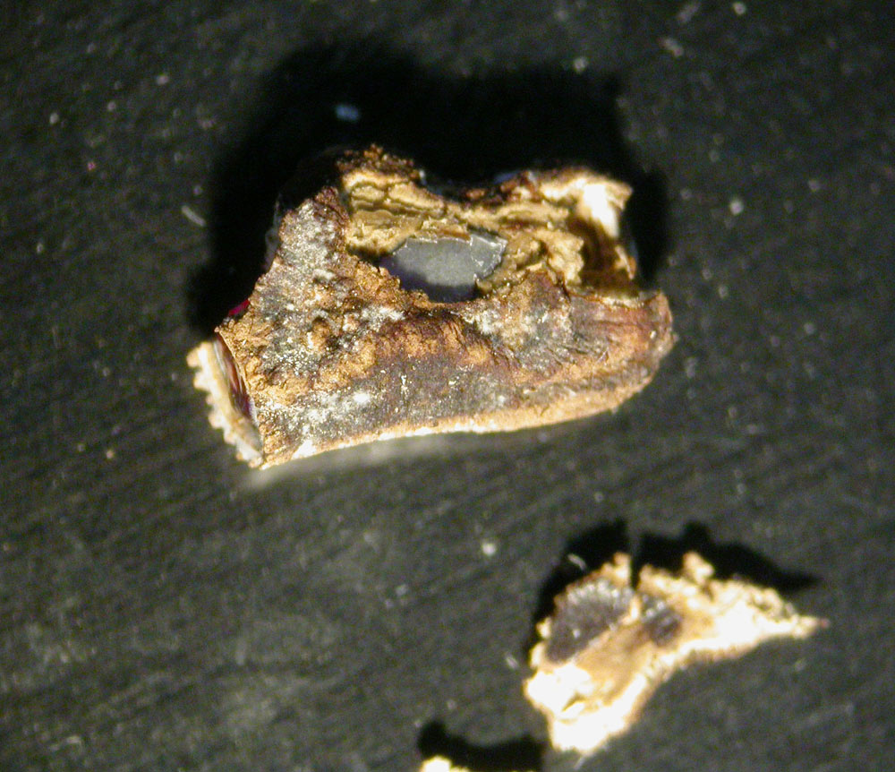 Ei beginn Eröffnung, Archioptera spinosissima
Archioptera spinosissima
Schlüsselwörter: Ei, Stabheuschrecke, Archioptera spinosissima