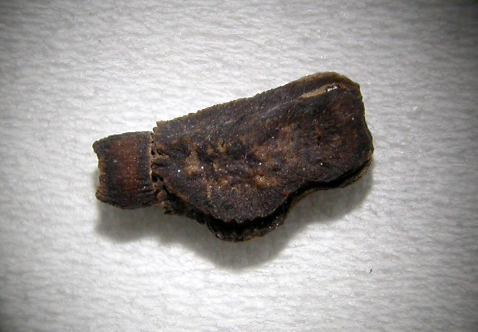 Ei der Stabschrecke Archioptera spinosissima.
Schlüsselwörter: Ei, Eier, Stabschrecke, Archioptera spinosissima, Madagascar, Madagaskar