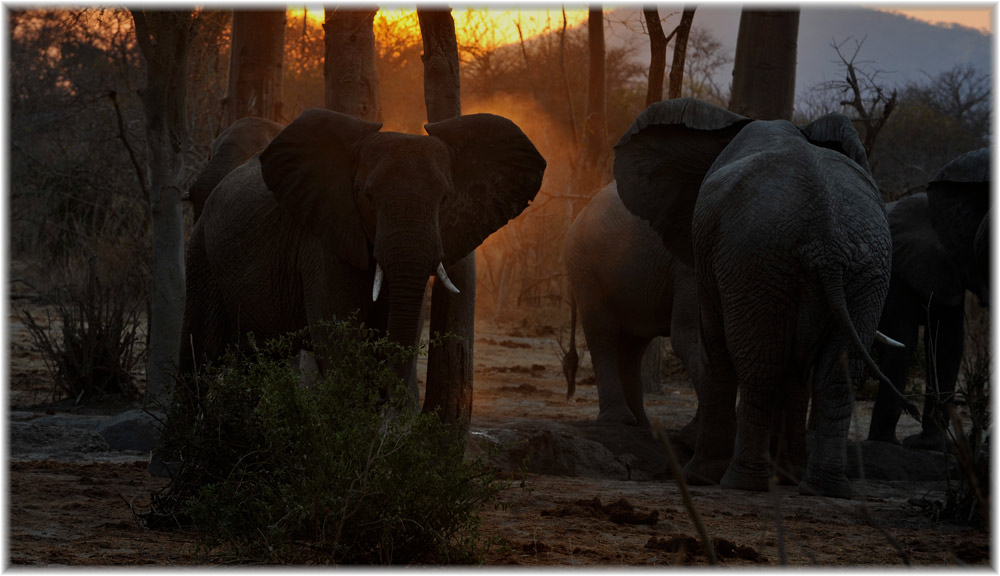 Afrikanischer Elefant, Loxodonta africana, Tandala, Ruaha
Abendstimmung im Tandala tendet Camp
Schlüsselwörter: Afrikanischer Elefant, Loxodonta africana, Tandala, Ruaha