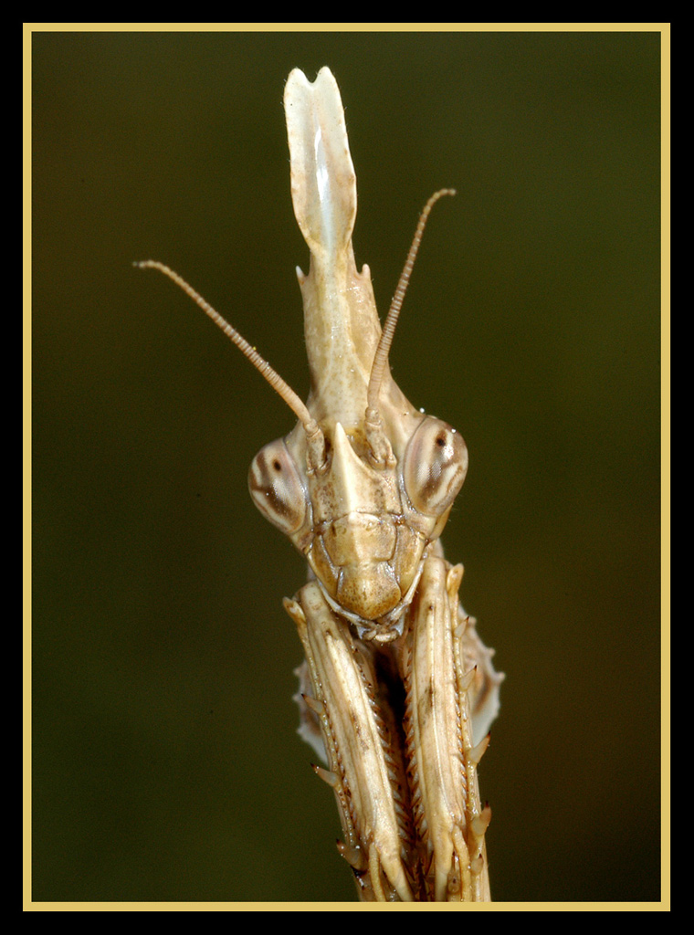 Kopfansicht einer Gottesanbeterin (Empusa pennata)
Mantodea, Fangschrecken; sind hochspezialisierter tagaktiver Jäger; Vorderbeine zu Fangbeinen umgestaltet: die Hüfte stark verlängert, die bedornte Schiene klappmesserartig gegen den ebenfalls bedornten Schenkel einklappbar (die 5 dünnen Fußglieder gehören nicht zum Fangapparat). In Lauerstellung sind die Vorderbeine "wie zum Gebet" gehalten; die Beute (hauptsächlich Insekten) wird optisch wahrgenommen (Kopf und Hals gut beweglich). Sie wird, evtl. nach vorsichtigem Anschleichen auf die richtige Distanz, mit einem blitzschnellen Zugriff (ein- oder beidseitig) geschlagen; das Zuschlagen (Dauer: kaum 1/10 sec) wird vor allem durch Bewegung der Beute ausgelöst; Zerkleinern der Beute mit den kräftigen kauenden Mundteilen. 
Paarung: das Männchen schleicht äußerst vorsichtig das Weibchen an, nähert sich von hinten, springt auf, umklammert die Flügel, streichelt mit den Antennen. Dauer ca. 2 h; dabei Einschieben einer Spermatophore in die Geschlechtsöffnung des Weibchens, die nach der Kopulation ausgestoßen wird; bisweilen, aber keineswegs immer, wird das Männchen bei oder nach der Kopulation vom Weibchen gefressen. Freßbeginn beim Kopf; der Torso kann noch kopulieren, da durch das Wegfressen des Kopfes das im Abdomenende gelegene nervöse Zentrum für die Kopulationsbewegungen enthemmt wird (Beobachtungen an gekäfigten Tieren); Eiablage (100 bis 300) mehrere Tage nach der Begattung in einem Kokon der aus erhärtendem schaumigen Drüsensekret aus Anhangsdrüsen des Geschlechtsapparates gebildet und auf einer Unterlage befestigt wird.
Verschiedene Arten vorallem im Mittelmeergebiet, z.B. Empusa pennata Thunb. Fam. Empusidae, ausgezeichnet durch einen langen Stirnzapfen; recht flugfreudig, fliegt abends ans Licht, wird nach der Begattung niemals vom Weibchen verzehrt; die Larven überwintern, bleiben aber auch im Winter aktiv, bezeichnend ist der ständig angehobene Hinterleib. 
Literatur:
Biologie und Oekologie der Insekten K. HONOMICHEL und H. BELLMANN und R. EHRMANN Mantodea Gottesanbeterinnen der Welt.

Schlüsselwörter: Empusa pennata, Gottesanbeterin