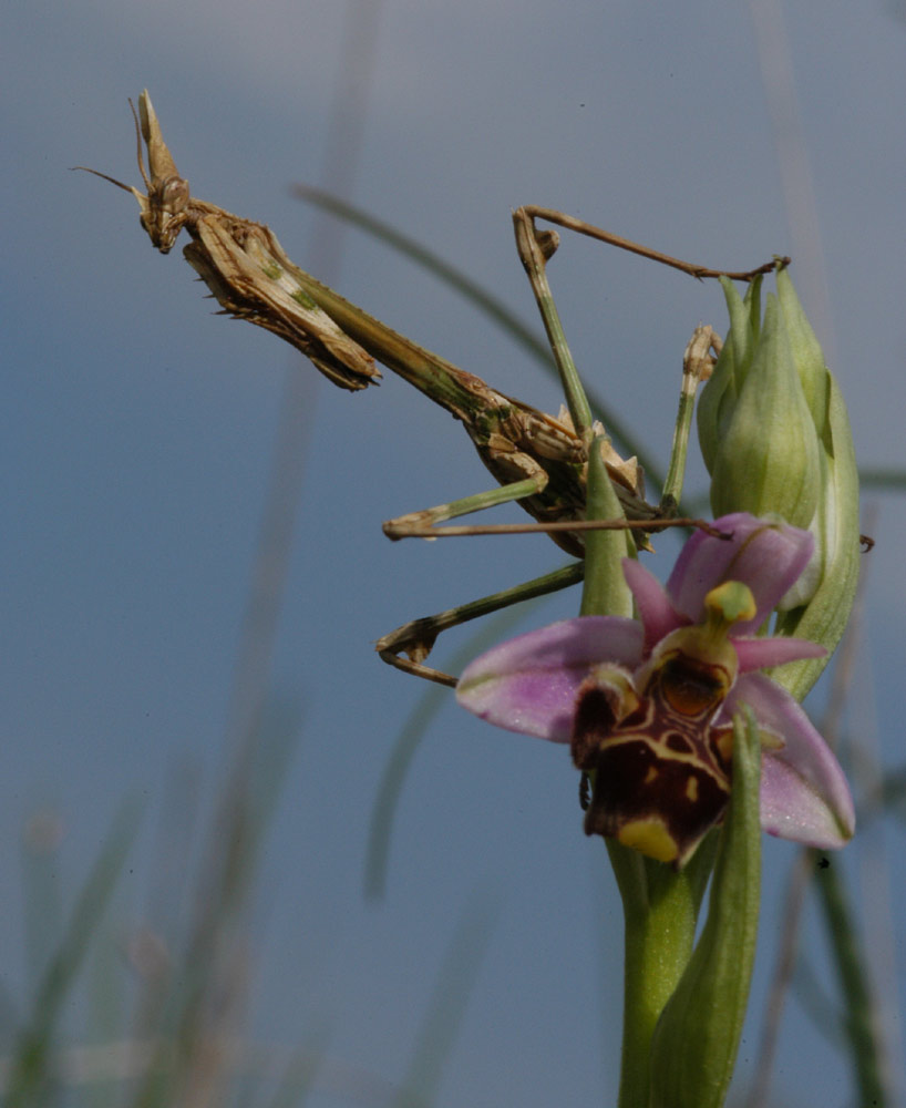 Gottesanbeterin auf Ragwurz
Empusa pennata auf einer Ophrys scolopax (Schnepfen-Ragwurz) in der Nähe der Stadt Montpellier.
Schlüsselwörter: Empusa, Ragwurz, Ophrys, Gottesanbeterin