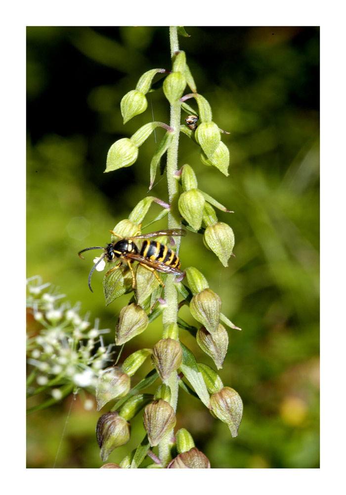 Epipactis & Wespe
