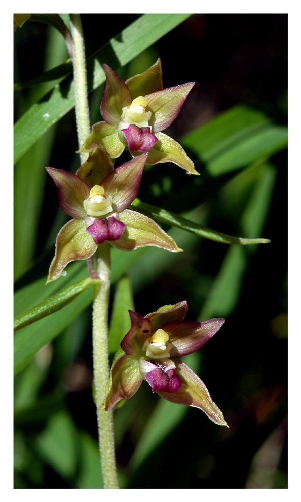 Breitblättrige Sumpwurz II
Im Lichte...
Schlüsselwörter: Breitblättrige Sumpfwurz, Epipactis helleborine
