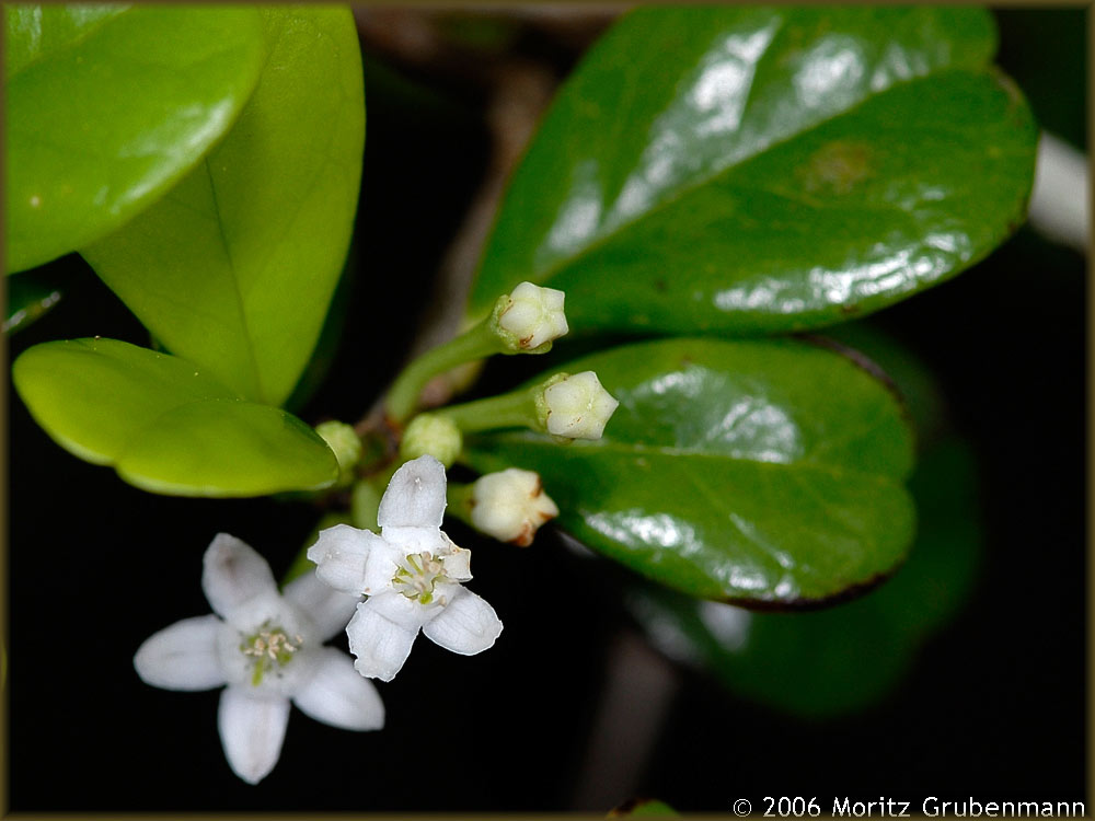 Erythroxylum sp.
Erythroxylaceae ist eine pantropische Familie, mit 4 Gattungen und etwa 260 Arten. In Madagascar kommen 26 endemische Arten vor. Die Verbreitung reicht vom laubwerfenden Trockenwald bis in den immergrünen Regenwald.
Schlüsselwörter: Erythroxylum sp, Montagne des Française, Blütenpflanzen, Nordmadagaskar, Madagaskar