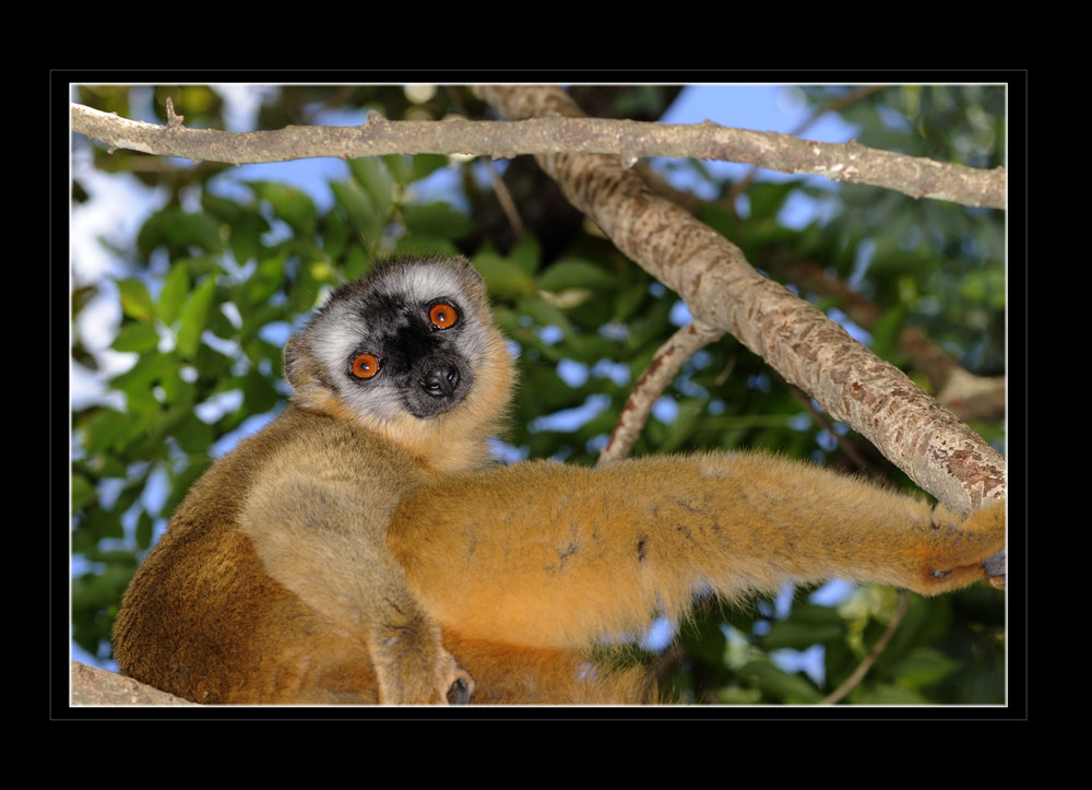 Brauner Maki (Eulemur fulvus fulvus)
Isalo Gebirge, Brauner Maki
Schlüsselwörter: Brauner Maki,  Eulemur fulvus fulvus, Isalo Gebirge, Madagaskar