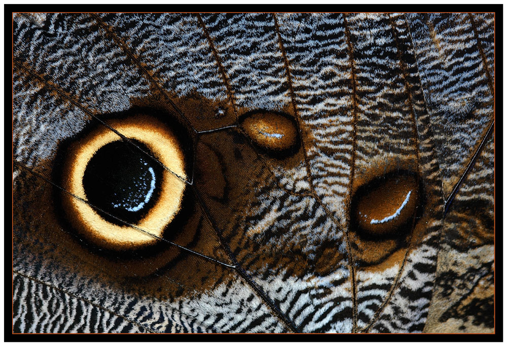 Detail eines Eulen-Flügels
