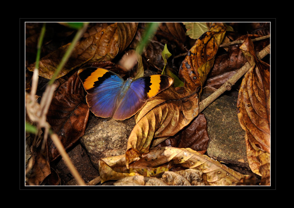 Euphaedra neophron; Gold-banded - forester, Laliachini
Ist auf der 1 TS- Briefmarke von 1973, aus Tanzania abgebildet. Einheimischer Name: Laliachinia.

Schlüsselwörter: Euphaedra neophron Gold-banded - forester, Laliachini, Tanzania, Udzungwa
