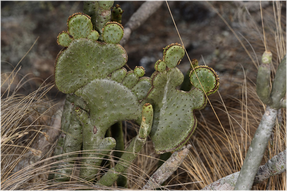 Euphorbia alluaudia subsp. alluaudia mit Christata Form
