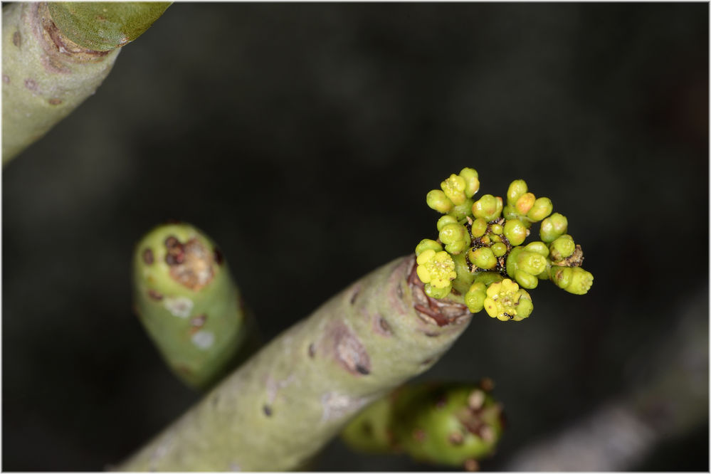 Euphorbia alluaudia subsp. alluaudia
Schlüsselwörter: Inselberge Madagaskar Euphorbien