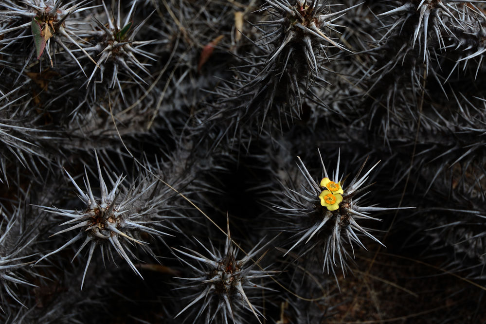 Euphorbia_fianarantsoa_MA8_3317.jpg