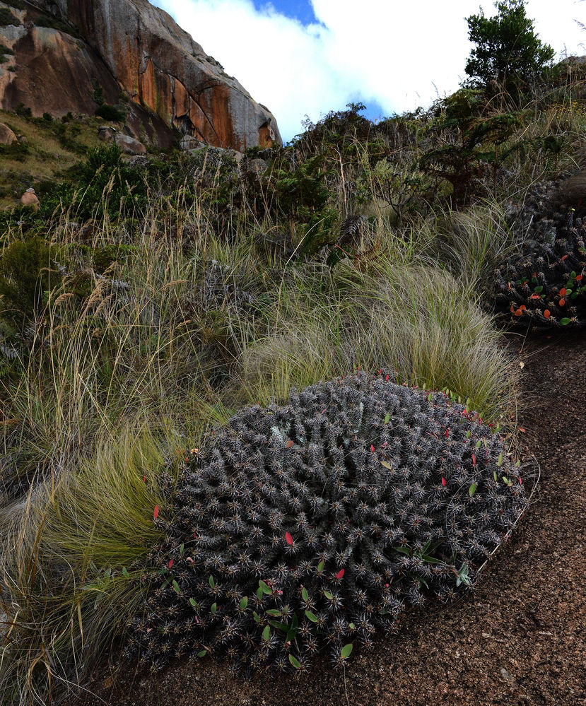 Euphrbia_fianarantsoa_MA8_3326.jpg