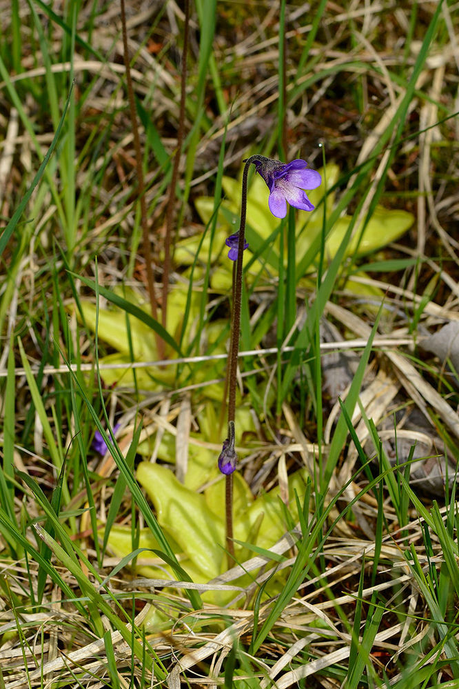  Gemeine Fettkraut, Blaues Fettkraut, (Pinguicula vulgaris) 
Das Gemeine Fettkraut ist eine mehrjährige, krautige Pflanze. Der karnivoren Lebensweise entsprechend ist das Wurzelwerk sehr schwach ausgebildet, es besteht aus zahlreichen, weißen und kurzen, feinen Haarwurzeln. Sie sind nur 1-3 cm lang, sterben bei der Bildung von Winterknospen ab und werden alljährlich durch neue ersetzt.[1]

Fünf bis elf fleischige, gelbliche bis hellgrüne, länglich-elliptische Blätter bilden eine flach am Boden liegende Rosette mit bis zu 16 cm Durchmesser. An der Oberfläche sind die Blätter klebrig vom Fangsekret bedeckt, mit dem sie kleine Insekten (z.B. Trauermücken, Ameisen), aber auch Pollen fangen und, sobald Beute erzielt wird, durch Enzyme verdauen.
Gemeines Fettkraut (P. vulgaris), Blattrosette
Gemeines Fettkraut mit vielen kleinen Insekten

Ab Mai bis August blüht das Gemeine Fettkraut an ein bis sechs bis zu 15 cm hohen, aus der Mitte der Rosette wachsenden Blütenstielen rosa-violett mit weißem Schlundfleck in einzelner, zygomorpher, 10 bis 13 mm langer, gespornter Blüte. Die sich ausbildenden eiförmigen Fruchtkapseln tragen reichlich feine, schwarze Samen.
Schlüsselwörter: Gemeine Fettkraut, auch Gewöhnliches Fettkraut, Blaues Fettkraut, oder Kiwitzfettkraut (Pinguicula vulgaris)