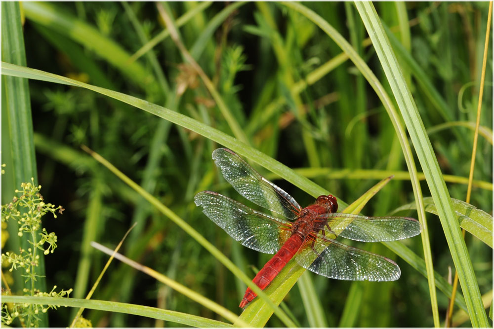 Feuerlibelle
Schlüsselwörter: Feuerlibelle, Greifensee