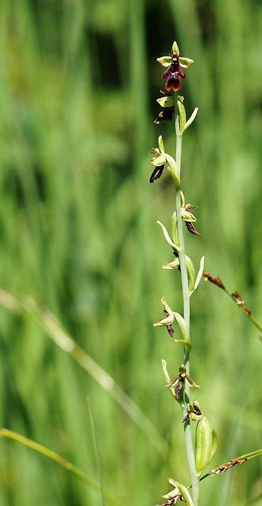 Fliegen-Ragwurz
Schutzbedürftige Orchidee die durch Intensivbewirtschaftung zurückgedrängt wird. Magerwiesen, lichte Föhrenwälder, 200 bis 1800 m, in der ganzen CH, zerstreut, selten in grösseren Populationen.
Schlüsselwörter: Ophrys insectifera, Fliegenragwurz, Rossberg, Arth-Goldau