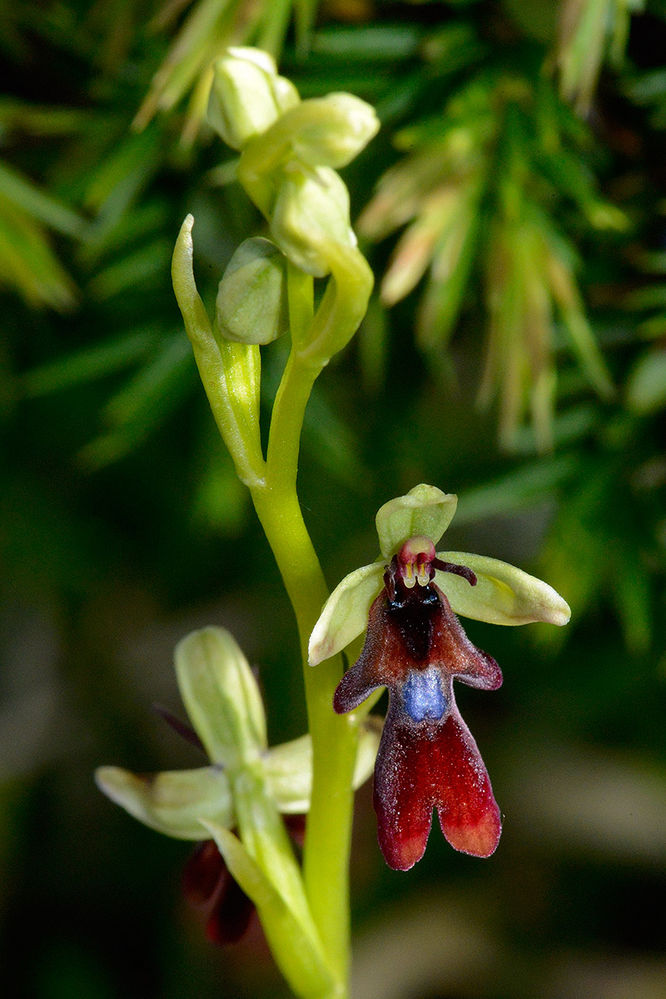 Fliegenragwurz Ophrys insectifera
Die Fliegen-Ragwurz wächst als zierliche, ausdauernde krautige Pflanze und erreicht Wuchshöhen von 15 bis 40 Zentimetern. Dieser Geophyt bildet zwei unterirdischen, eirunden Knollen als Überdauerungsorgane. Die dünnen, grünlich-gelben Stängel. Die zwei bis fünf Laubblätter sind in einer grundständigen Rosette angeordnet, nicht wie bei den anderen heimischen Ragwurzen am Boden anliegend, sondern steil aufrecht.

Die Blütezeit erstreckt sich von Anfang Mai bis Juli. Zwei bis zwölf, selten auch mehr Blüten stehen locker angeordnet in einem langen, ährigen Blütenstand zusammen. Die zwittrigen Blüten sind zygomorph und dreizählig. Die Kelchblätter sind grün, 5 bis 9 Millimeter lang und 3 bis 4 Millimeter breit. Die Kronblätter sind fadenförmig, behaart und 6 bis 10 Millimeter lang. Die dreilappige Lippe ist 10 bis 12 Millimeter lang, leicht behaart und der Mittellappen ist gespalten. Die Farbe meist braun mit leichter Tendenz zum rötlichen. Das Mal steht direkt in der Mitte der Lippe, grau-blau bis metallisch-blau gefärbt.
Schlüsselwörter: Fliegenragwurz Ophrys insectifera