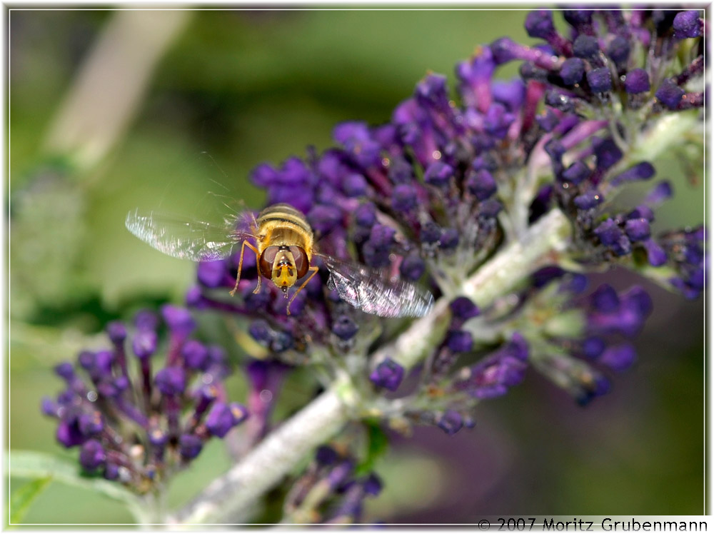 Schwebefliege, Tessin, August 2007
Schlüsselwörter: Schwebefliege, Tessin, Insekten