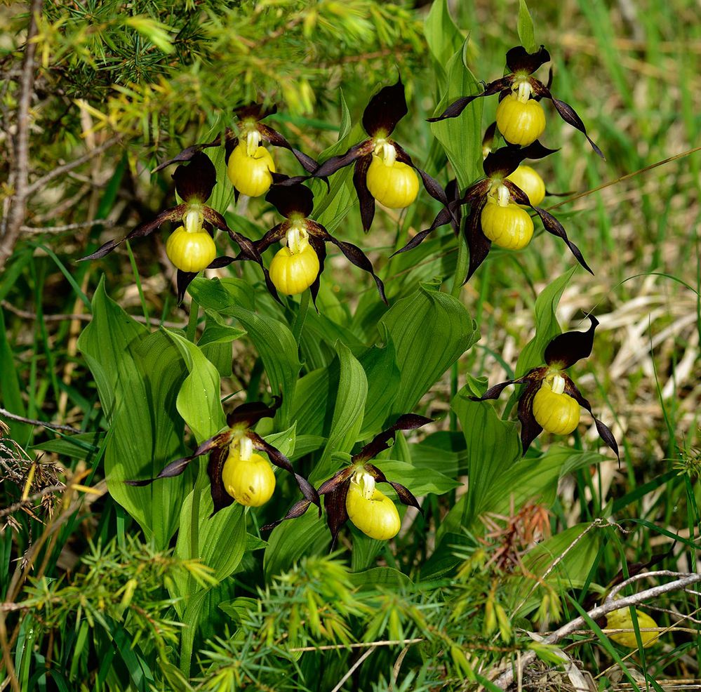 Frauenschuh
Der Gelbe Frauenschuh ist eine ausdauernde krautige Pflanze, die Wuchshöhen von 15 bis 60 Zentimetern erreicht. Am etwas gebogenen und behaarten Stängel befinden sich drei bis fünf breit-elliptische, stängelumfassende Laubblätter, die nach außen spitz zulaufen. Diese weisen eine Länge zwischen 5 und 13 cm auf. Die hellgrünen Laubblätter zeigen an der Blattunterseite eine feine flaumige Behaarung. Auch die kräftige Nervatur ist deutlich erkennbar. Die Blätter sind durch Längsfalten versteift und leiten dadurch das Regenwasser zum Stängel hin ab.

In der Regel sind die einzelnen Triebe einblütig, oft tragen sie bei gutem Wachstum der Pflanze auch zwei Blüten, selten drei oder vier.

Die zwittrigen, zygomorphen Blüten sind dreizählig. Die vier äußeren purpur- bis schokoladenbraunen Perigonblätter sind etwa 5 cm lang. Sie zeigen eine spitz-lanzettliche Form und umgeben breit abstehend den gelben „Schuh“. Die schmalen Petalen sind häufig etwas gedreht. Die sehr große, kräftig gelbe Lippe wird von einem inneren Perigonblatt gebildet und zu einem bauchigen Schuh umgeformt. Durch Überkrümmung des Blütenstiels drehen sich bei Öffnung die Blüten um 180°, was bedeutet, dass das Labellum ursprünglich das obere, innere Perigonblatt der Blüte ist. Der Schuh erreicht eine Länge von vier bis acht cm. Die Blüten des Frauenschuhs zählen damit zu den größten unserer Flora und stellen die größten Einzelblüten unter den europäischen Orchideen dar. Es sind zwei Staubblätter fruchtbar. In Mitteleuropa beginnt die Blütezeit des Frauenschuhs Mitte Mai und dauert bis Ende Juni an.

Der Frauenschuh wird von Insekten bestäubt. Aufgrund seiner kesselfallenähnlichen Bestäubungsvorrichtung ist Selbstbestäubung praktisch ausgeschlossen.
Schlüsselwörter: Frauenschuh Cypripedium calceolus Bergsturzgebiet Arth-Goldau