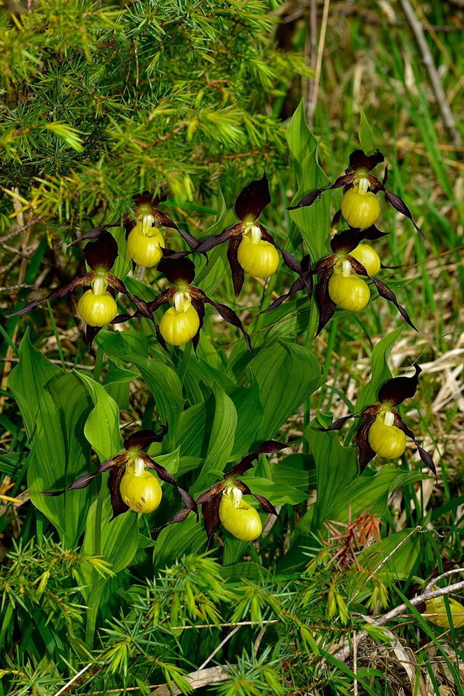 Frauenschuh
Der Gelbe Frauenschuh ist eine ausdauernde krautige Pflanze, die Wuchshöhen von 15 bis 60 Zentimetern erreicht. Am etwas gebogenen und behaarten Stängel befinden sich drei bis fünf breit-elliptische, stängelumfassende Laubblätter, die nach außen spitz zulaufen. Diese weisen eine Länge zwischen 5 und 13 cm auf. Die hellgrünen Laubblätter zeigen an der Blattunterseite eine feine flaumige Behaarung. Auch die kräftige Nervatur ist deutlich erkennbar. Die Blätter sind durch Längsfalten versteift und leiten dadurch das Regenwasser zum Stängel hin ab.

In der Regel sind die einzelnen Triebe einblütig, oft tragen sie bei gutem Wachstum der Pflanze auch zwei Blüten, selten drei oder vier.

Die zwittrigen, zygomorphen Blüten sind dreizählig. Die vier äußeren purpur- bis schokoladenbraunen Perigonblätter sind etwa 5 cm lang. Sie zeigen eine spitz-lanzettliche Form und umgeben breit abstehend den gelben „Schuh“. Die schmalen Petalen sind häufig etwas gedreht. Die sehr große, kräftig gelbe Lippe wird von einem inneren Perigonblatt gebildet und zu einem bauchigen Schuh umgeformt. Durch Überkrümmung des Blütenstiels drehen sich bei Öffnung die Blüten um 180°, was bedeutet, dass das Labellum ursprünglich das obere, innere Perigonblatt der Blüte ist. Der Schuh erreicht eine Länge von vier bis acht cm. Die Blüten des Frauenschuhs zählen damit zu den größten unserer Flora und stellen die größten Einzelblüten unter den europäischen Orchideen dar. Es sind zwei Staubblätter fruchtbar. In Mitteleuropa beginnt die Blütezeit des Frauenschuhs Mitte Mai und dauert bis Ende Juni an.

Der Frauenschuh wird von Insekten bestäubt. Aufgrund seiner kesselfallenähnlichen Bestäubungsvorrichtung ist Selbstbestäubung praktisch ausgeschlossen.
Schlüsselwörter: Frauenschuh Cypripedium calceolus Bergsturzgebiet Arth-Goldau