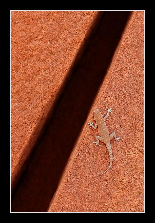 Gecko, Twyfelfontain
Namibia
Schlüsselwörter: Namibia, Twyfelfontain, Gecko, roter Sandstein