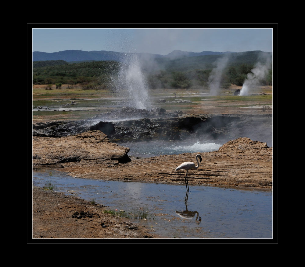 Lake Bogoria
Der See ist bekannt durch seinen Vogelreichtum, seine Geysire und heißen Quellen
Schlüsselwörter: Lake Bogoria