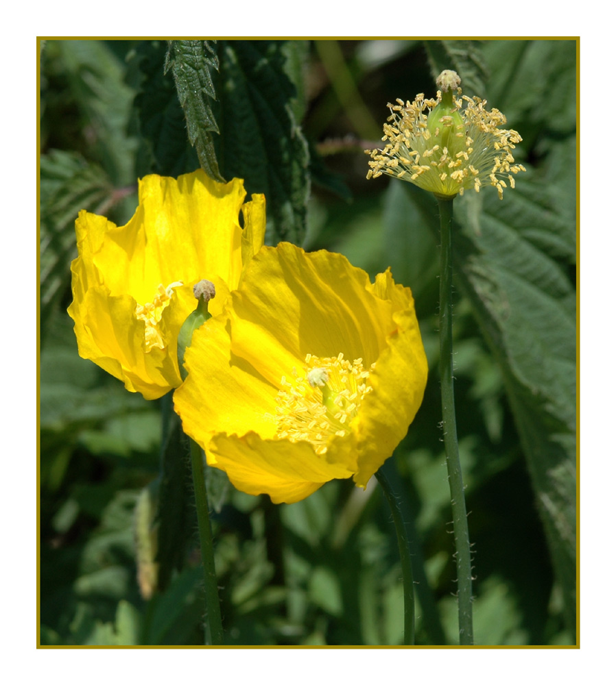 Gelber Scheinmohn (Meconopsis cambrica)
Narbe 4 strahlig, gelber Milchsaft, in Ausbreitung begriffen.
Schlüsselwörter: Scheinmohn, Meconopsis cambrica