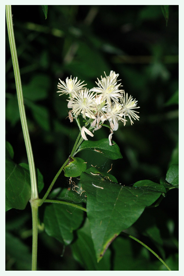 Gemeine Waldrebe (Clematis vitalba)
Die "Nile",  eine verholzende bis 8 meter lange Stengel treibende Waldpflanze.
Schlüsselwörter: Gemeine Waldrebe, Clematis vitalba