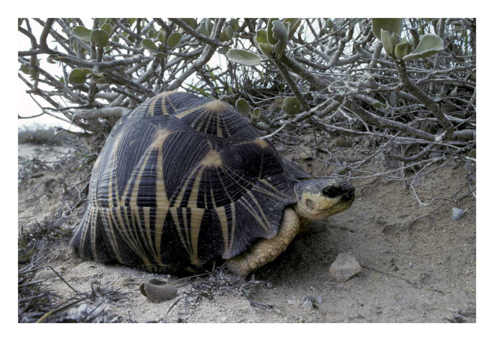 Strahlenschildkröte (Geochelone radiata)
Schlüsselwörter: Strahlenschildkröte, Geochelone radiata