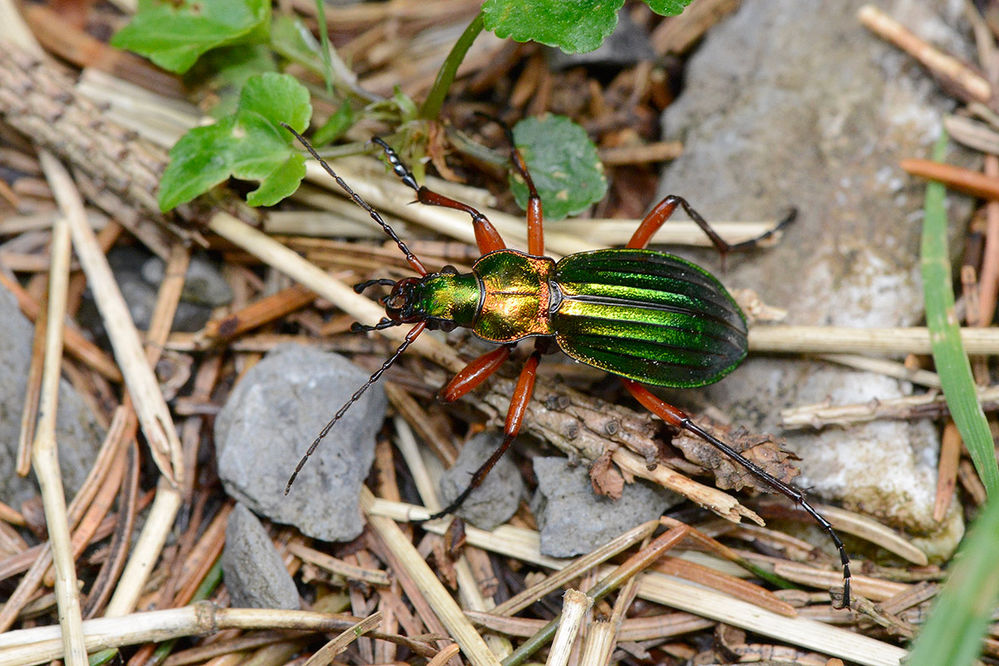 Goldlaufkäfer oder Goldschmied (Carabus auratus)
Die tagaktiven, flinken Imagines klettern auch auf Bäume, um Jagd auf Schnecken, Würmer, Insekten und andere kleine Lebewesen zu machen. Die Beute kann dabei durchaus die Größe der Käfer überschreiten. Darüber hinaus fressen die Tiere auch Aas und Pilze. Die Weibchen legen etwa 50 5,5 Millimeter lange Eier. Die daraus schlüpfenden Larven jagen in den Morgen- und Abendstunden am Erdboden nach kleinen Lebewesen. Sie häuten sich dreimal, die Verpuppung erfolgt im Boden. Die nächste Generation an Käfern schlüpft noch im Herbst, überwintert aber in der Regel gleich nach dem Schlupf unter Steinen oder Moos. Goldlaufkäfer können ein Alter von zwei Jahren erreichen.
Schlüsselwörter: Goldlaufkäfer Goldschmied Carabus auratus