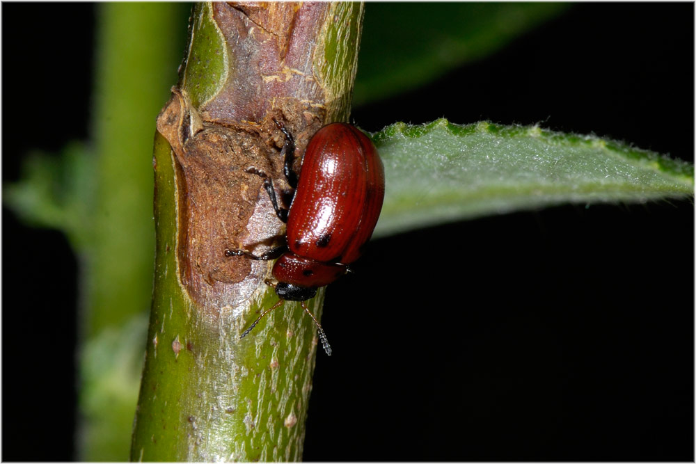 Korbweiden-Blattkäfer (Gonioctena viminalis)
Korbweiden-Blattkäfer
Schlüsselwörter: Korbweiden-Blattkäfer, Gonioctena viminalis, Alptal, mg