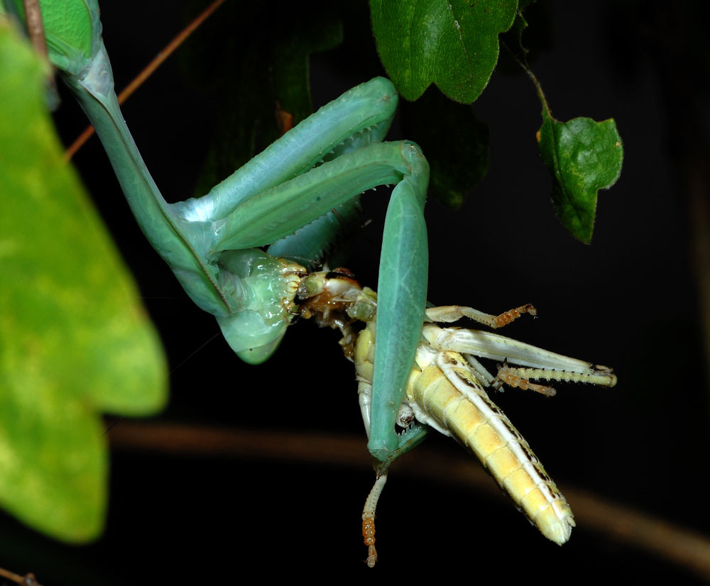 Gottesanbeterin frisst Heuschrecke
Schlüsselwörter: Gottesanbeterin, Heuschrecke, Insektenboerse Kloten,