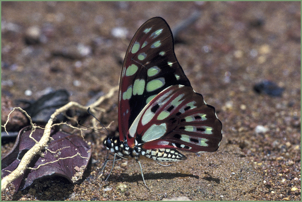 Madegassischer Schwalbenschwanz / Graphium cyrnus
Der Schwalbenschwanz ohne verlängerte Flügelspitzen ist ein endemischer Schmetterling des madegassischen Hochlandes, sowie der Ost-Regenwälder.


Schlüsselwörter: Schwalbenschwanz, Schmetterling, Graphium cyrnus