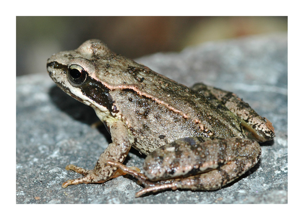 Grasfrosch, Tessin (Rana temporaria)
Ganze Schweiz bis 2600 m über Meer. Sehr variabel in Färbung und Zeichnung. Sommerlebensraum: Wald, feuchte Wiesen und Gärten.
Schlüsselwörter: Rana temporaria, Grasfrosch, Frösche, Braunfrösche