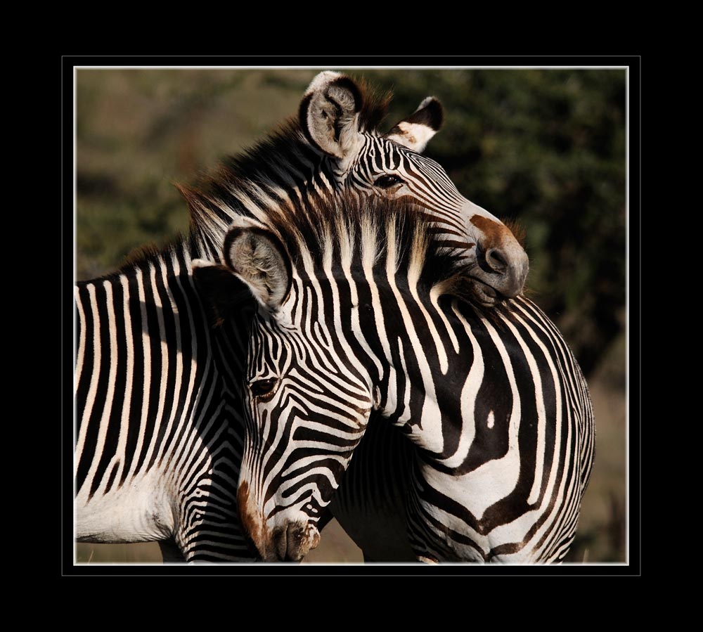 Grevy-Zebra
Das Grevyzebra (Equus grevyi) ist ein Zebra aus der Familie der Pferde (Equidae) und gehört zur Ordnung der Unpaarhufer (Perissodactyla). Die Art ist nach dem ehemaligen französischen Präsidenten Jules Grévy benannt, dem in den 1880er Jahren ein Tier von der Regierung Abessiniens geschenkt wurde.
Schlüsselwörter: Grevyzebra, Equus grevyi, Lewa, Kenia