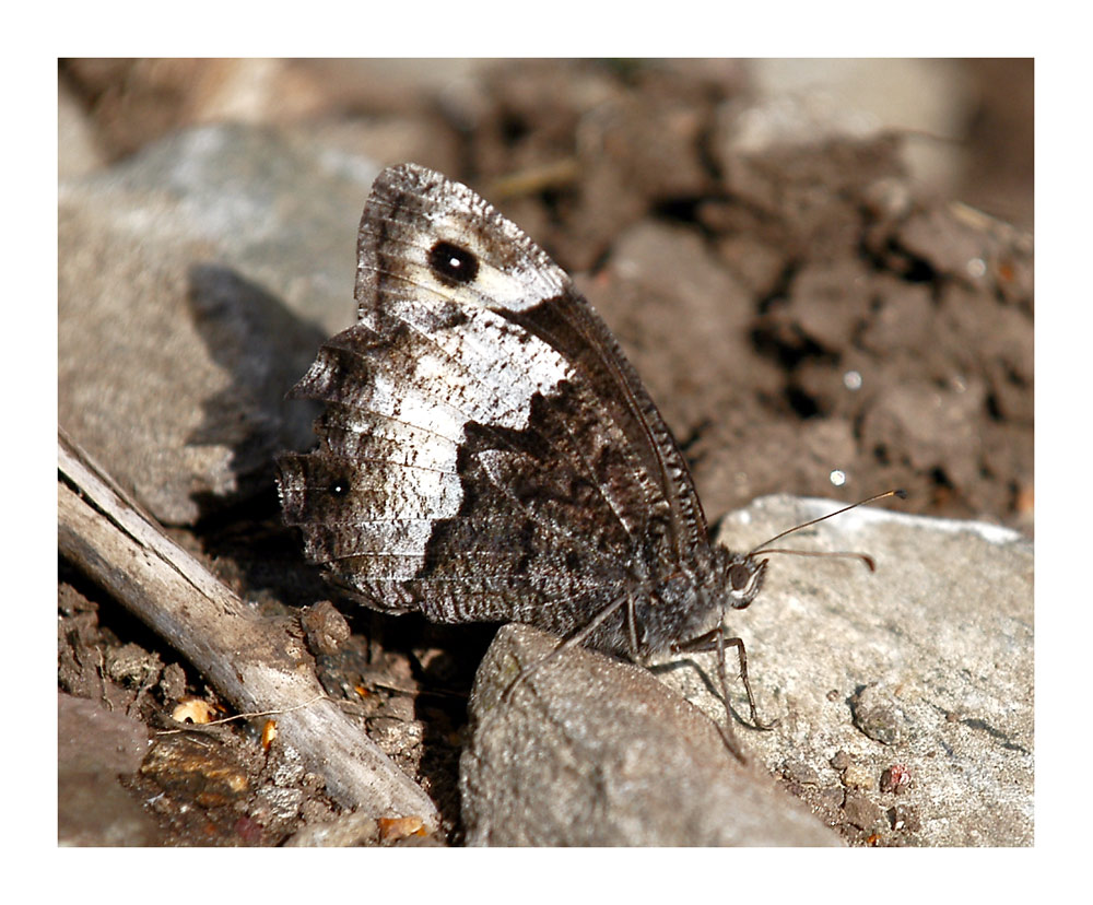 Waldportier (Hipparchia fagi/alycone)
In Mitteleuropa nur in besonders warmen Gebieten, diesen habe ich im Tessin, auf dem Cole di Lago aufgenommen.
Schlüsselwörter: Waldportier, Hipparchia, Schmetterlinge,