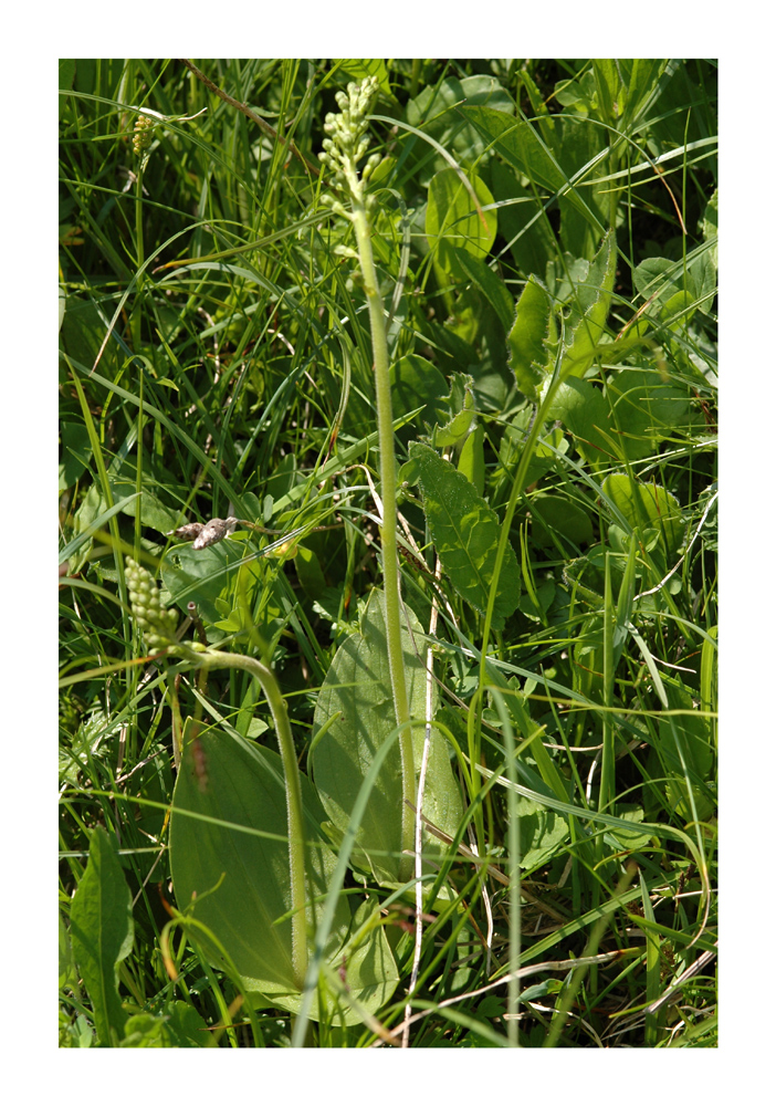 Grosses Zweiblatt (Listera ovata)
Anspruchslose Art, besiedelt auch Parks, Gärten und Friedhöfe, ganze Schweiz, 200 -2100 m.

Schlüsselwörter: Grosses Zweiblatt, Listera ovata