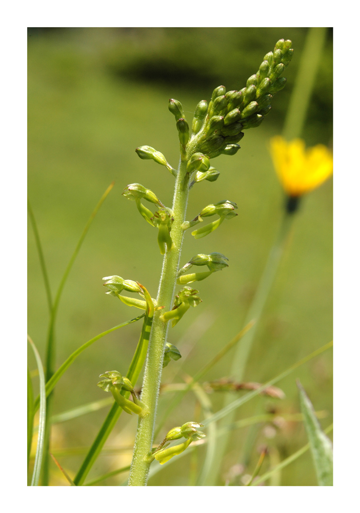 Grosses Zweiblatt (Listera ovata)
Schlüsselwörter: Grosses Zweiblatt, Listera ovata