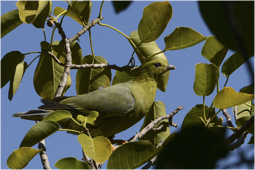 Grüne Fruchttaube Treron australis
Schlüsselwörter: Grüne Fruchttaube, Treron australis, Madagascar