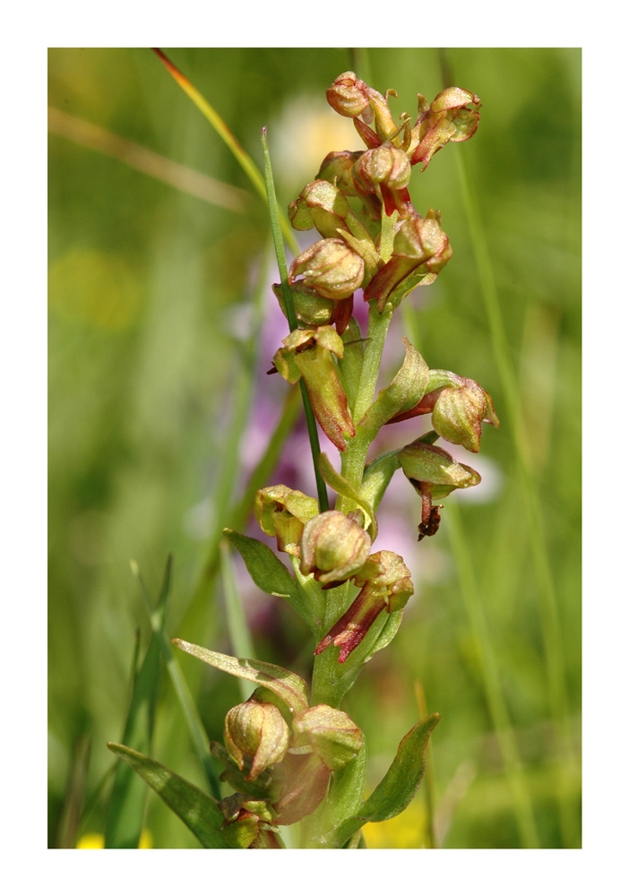 Grüne Hohlzunge (Coeloglossum viride)
Verbeitet in mittleren und höheren Lagen des Juras und der Alpen. Manchmal häufig in Zwergstrauchheiden und borstengraswiesen. 
Schlüsselwörter: Grüne Hohlzunge, Coeloglossum viride