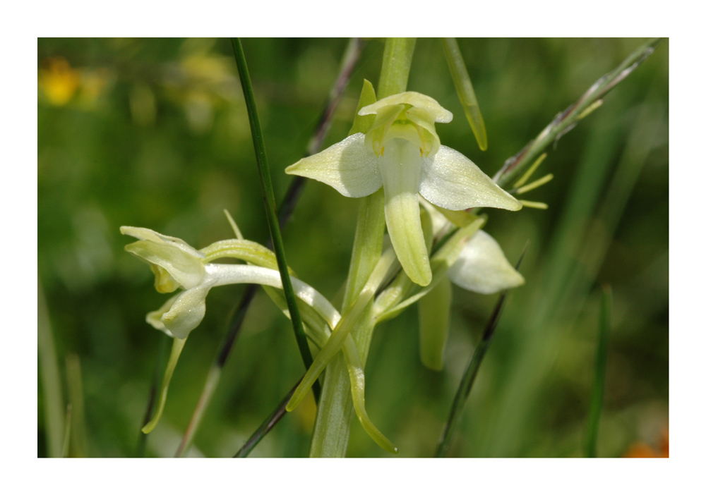 Grünliche Waldhyazinthe, Grünliches Breitkölbchen (Platanthera chlorantha)
Alpine Rasen 200-2000 m Flachmoore und Hangmoore.
Schlüsselwörter: Grünliche Waldhyazinthe, Grünliches Breitkölbchen, Platanthera chlorantha