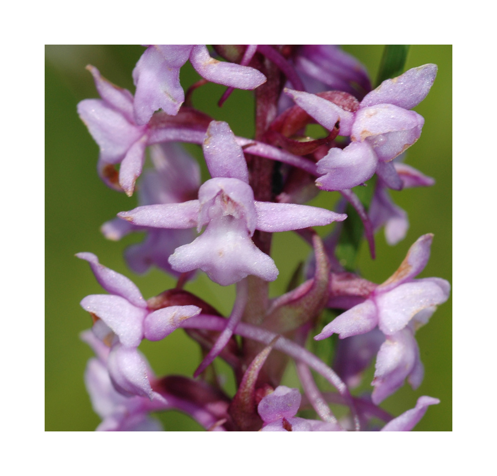 Langspornige Handwurz, Mücken-Handwurz, Grosse Händelwurz (Gymnadenia conopsea)
Schlüsselwörter: Langspornige Handwurz, Mücken-Handwurz, Grosse Händelwurz, Gymnadenia conopsea