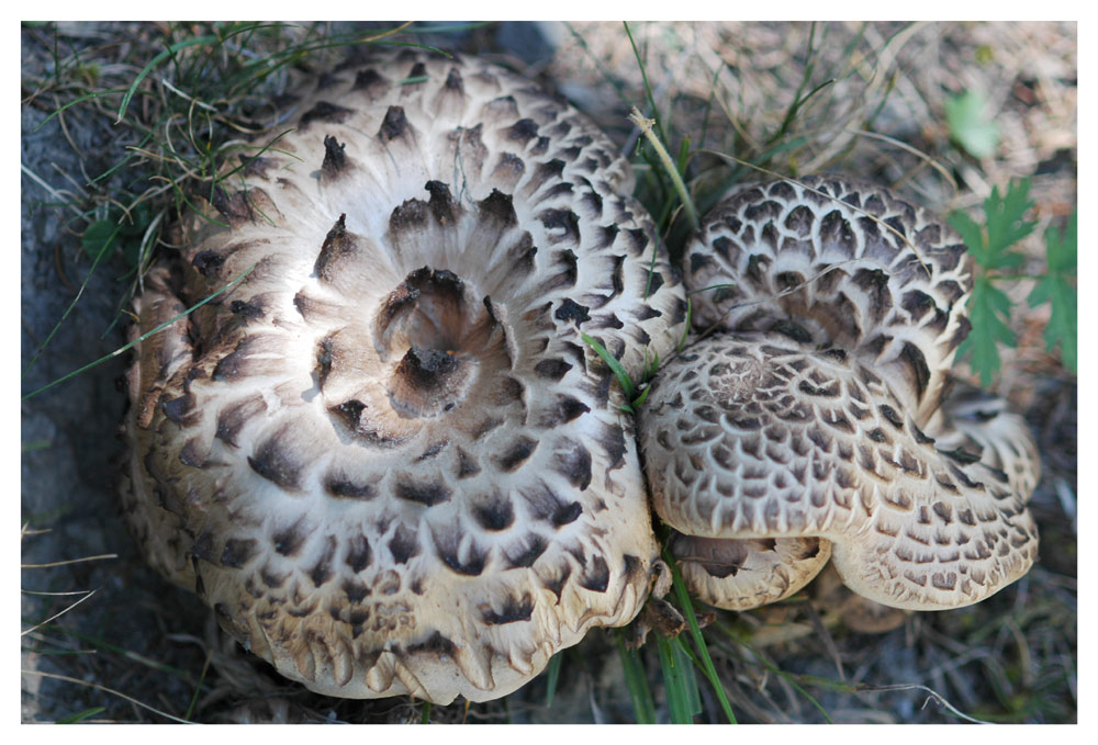 Habichtspilz Rehpilz (Sarcodon imbricatum)
Die Oberseite dieses Stachelings erinnert an das Gefieder eines Habichts, die Unterseite ist in dxer Struktur einem Rehfell ähnlich. Kommt in Nadelwäldern der Berge häufiger vor, auch auf baumbestockten Alpweiden. Gedörrt ist er als Würzepulver verwendbar, Fleisch ist zäh, herb oft madig.
Schlüsselwörter: Habichtspilz Rehpilz (Sarcodon imbricatum)