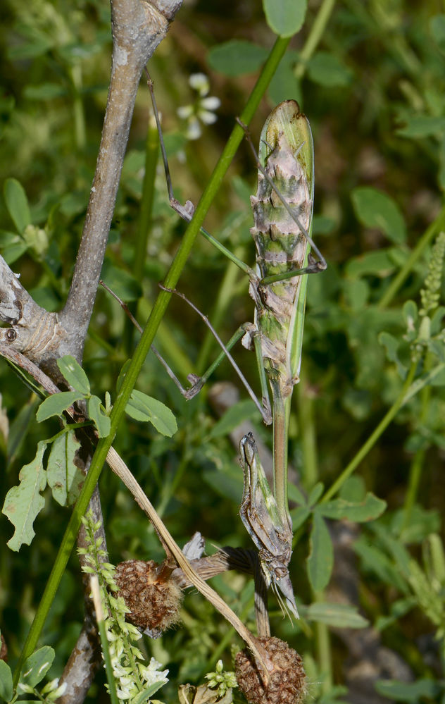 Haubenfangschrecke_Empusa_fasciata_8MA0006.jpg