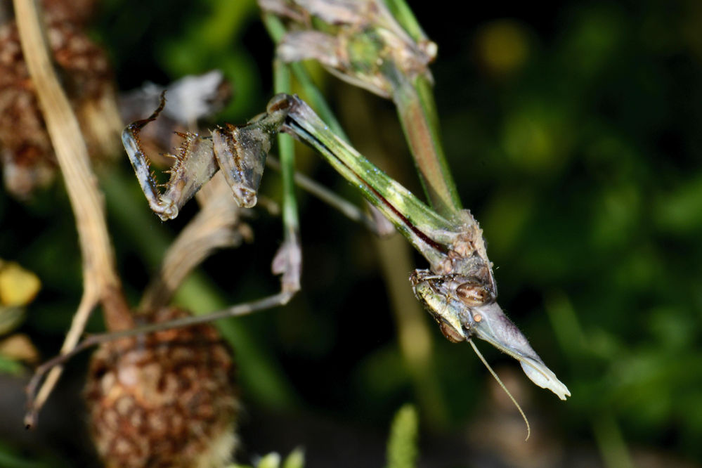 Haubenfangschrecke_Empusa_fasciata_8MA0012.jpg