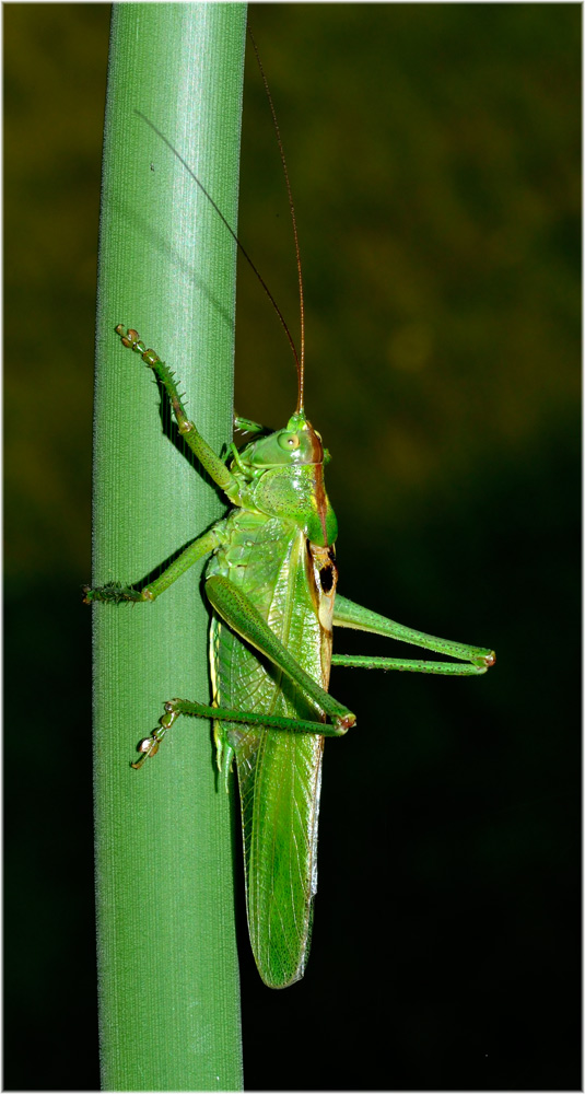 Heupferd
Tettigonia viridissima, geblitzt
Schlüsselwörter: Tettigonia viridissima, geblitzt, Heupferd, 