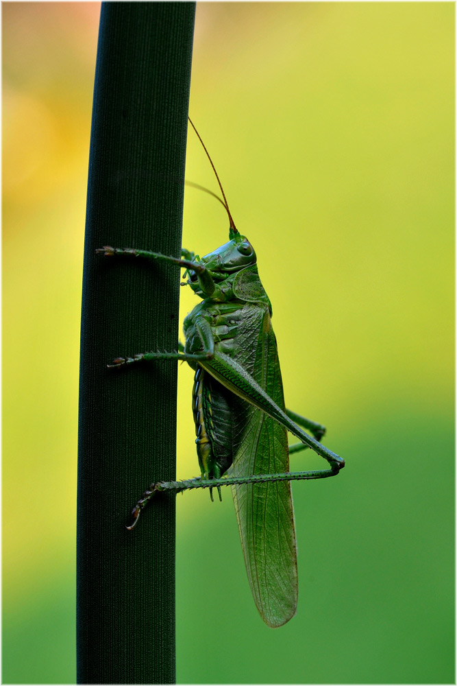 Grünes Heupferd Tettigonia viridissima
Lebensweise...die Eier werden einzeln oder in kleinen Gruppen ins Erdreich abgelegt, die Larven schlüpfen frühestens nach zweimaliger Ueberwinterung und durchlaufen 7 Stadien bis zum adulten Insekt. (Die Heuschrecken der Schweiz, Haupverlag)
Schlüsselwörter: Heupferd, Grünes Heupferd, Tettigonia viridissima, Uetliberg