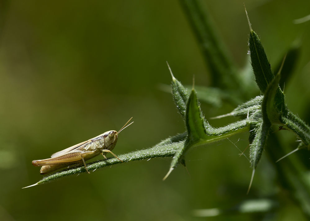Heuschrecke_MGR5524.jpg