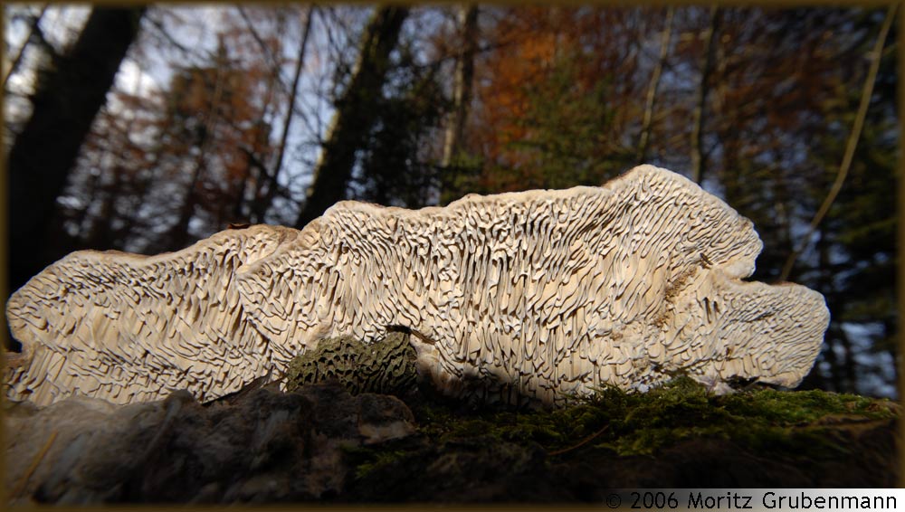 Schichtpilz auf Baumstumpf
Schlüsselwörter: Schichtpilz, Uetliberg,