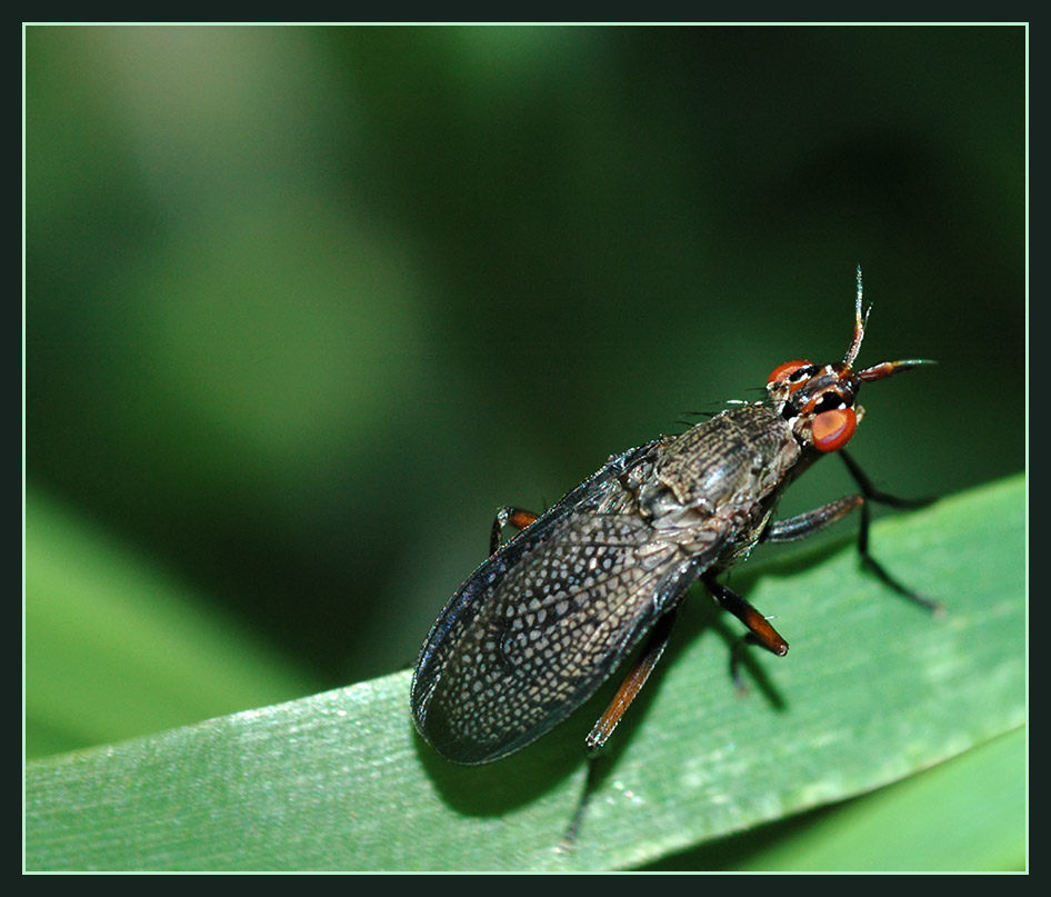 Hornfliegen (Coremacera marginata) Fabricius 1775
Hornfliegen haben gitterartige Zeichnungen auf den Flügeln, die Larven der Hornfliege ernähren sich räuberisch von Schnecken. Die Gattung wurde 1775 beschrieben, wer mehr über den Tanz, den Kuss, etc erfahren will siehe unter : 
http://www.arthropods.de/insecta/diptera/platystomatidae/platystomaSeminationis06.htm




Schlüsselwörter: Hornfliegen, Coremacera marginata,