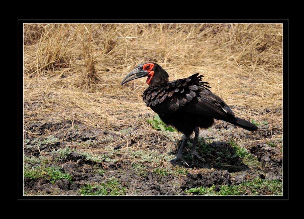 Kaffernhornrabe, Bucorvus cafer, Tanzania
Der Südliche Hornrabe (Bucorvus leadbeateri, verbreitetes Synonym: Bucorvus cafer), manchmal auch als Rotwangenhornrabe, Südhornrabe oder Kaffernhornrabe bezeichnet, ist eine Vogelart aus der Familie der Nashornvögel (Bucerotidae) und ein Charaktervogel der afrikanischen Savannen südlich des Äquators. Südliche Hornraben bauen ihre Nester in natürlichen Baumhöhlen. Sie werden vom brütenden Paar und Helfern errichtet und mit trockenem Gras und Blättern ausgefüttert. Im Gegensatz zu den meisten anderen Nashornvögeln verschließen sie ihre Nester nicht. Die Brutzeit ist von Oktober bis Dezember. Das Weibchen wird während des Brütens von den Gruppenmitgliedern versorgt.
Schlüsselwörter: Kaffernhornrabe, Bucorvus cafer, Tanzania