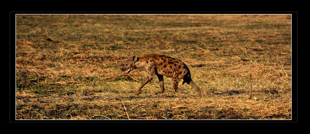 Tüpfelhyäne, Crocuta crocuta, Katavi, Tanzania
Die häufigste Hyäne in Ostafrika, trotz nächtlicher Lebensweise häufig am Tage zu sehen. Es sind nicht reine Aasfresser, sie jagen selber Antilopen und Zebras. Einzelgänger, aber auch in grossen Clans mit bis zu 100 Tieren.
Schlüsselwörter: Tüpfelhyäne, Crocuta crocuta, Katavi, Tanzania